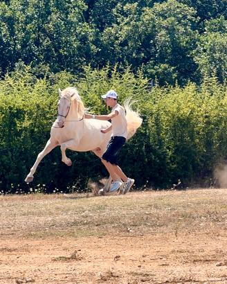 Stallone spagnolo cremello