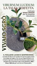 viburno lucido 
