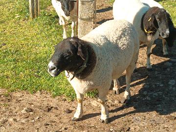 Montone pecora Dorper