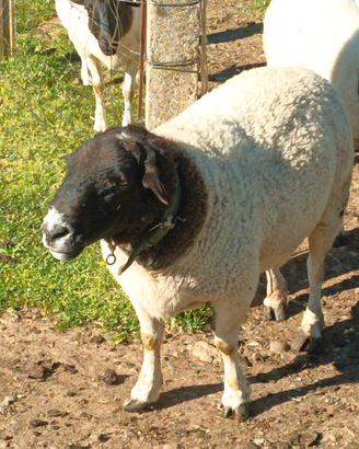 Montone pecora Dorper