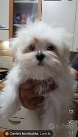 Cuccioli  di razza Maltese Authentic Love ❤️