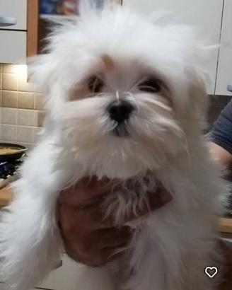 Cuccioli  di razza Maltese Authentic Love ❤️