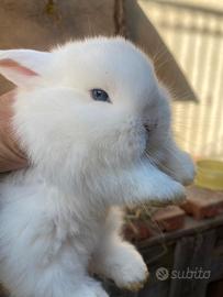 Cucciolo Coniglio NANO ARIETE