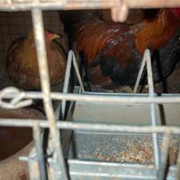 Galline bantam nere, grigie e ovaiole