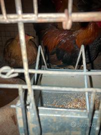 Galline bantam nere, grigie e ovaiole