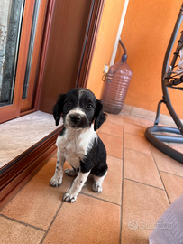 Cuccioli di breton bianco e nero