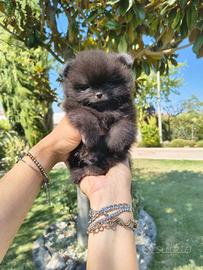 Spitz tedesco nano.pomerania