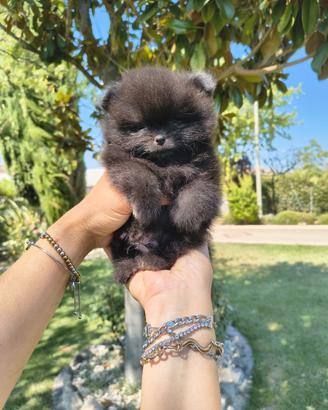 Spitz tedesco nano.pomerania