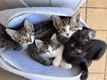 3 gattine di 4 mesi