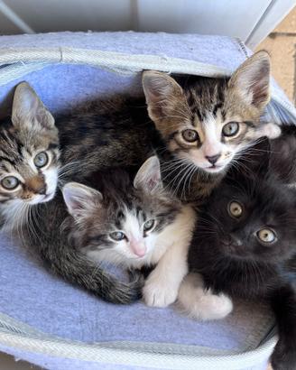 3 gattine di 4 mesi
