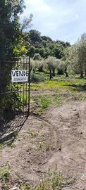 Uliveto