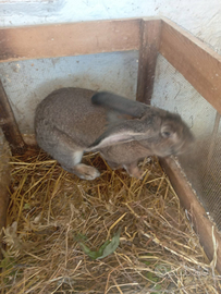 Coniglio maschio gigante delle fiandre