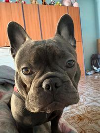 Bulldog francese