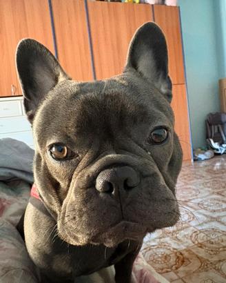 Bulldog francese