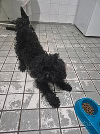 Fidanzatina per bart