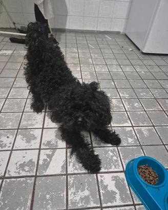 Fidanzatina per bart