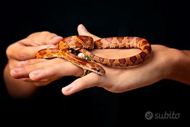 Serpenti del grano baby