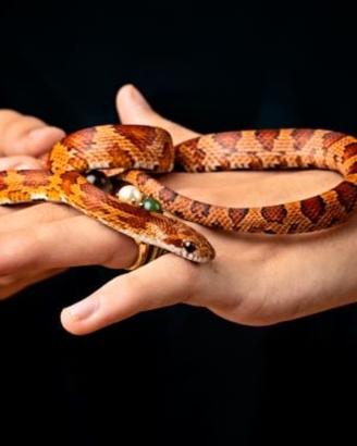 Serpenti del grano baby