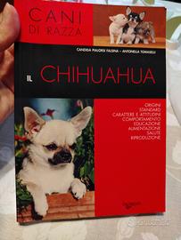 il chihuahua
