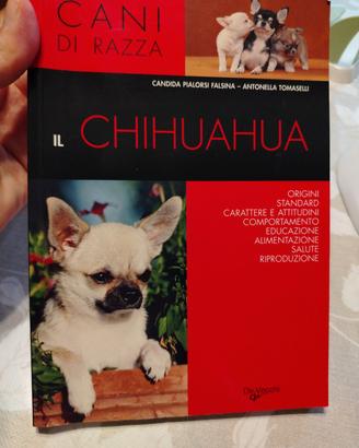 il chihuahua