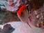 Immagine 6
