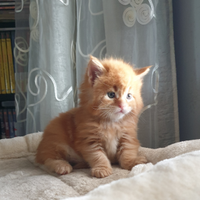 Meravigliose cucciole di Maine Coon
