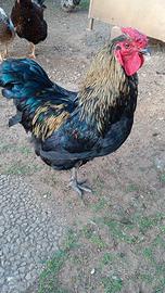 Gallo wyandotte