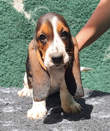 Bassethound cuccioli