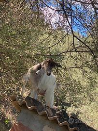 Scampio con altri animali