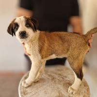 Cuccioli di Pastore dell'Asia Centrale aborigeni