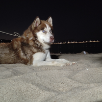 Monta husky