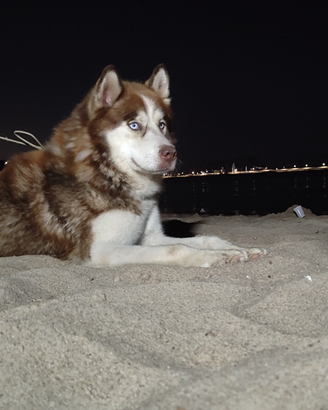 Monta husky