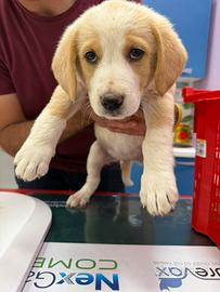 Cucciolo di meticcio di 4 mesi