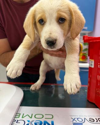 Cucciolo di meticcio di 4 mesi