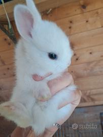 Cuccioli di coniglio nano