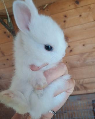 Cuccioli di coniglio nano