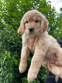 Cuccioli di Golden Retriever