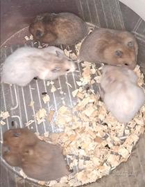 Criceti dorati di 2 mesei