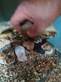 baby criceto dorato 