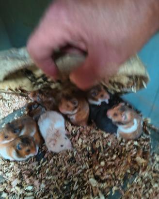 baby criceto dorato 