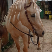 Cavallo Quarab di 4 anni