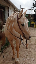 Cavallo Quarab di 4 anni