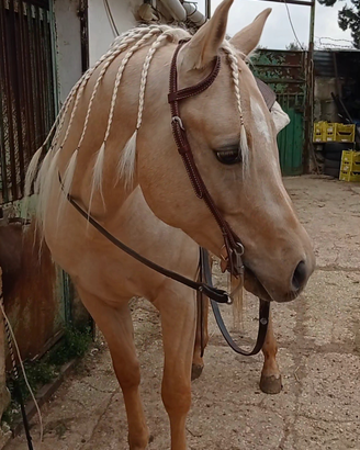 Cavallo Quarab di 4 anni