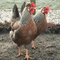 Galline