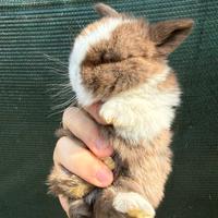 Coniglio nano ariete mini lop