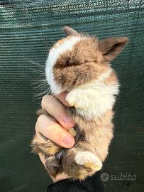 Coniglio nano ariete mini lop