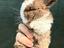 Immagine 1