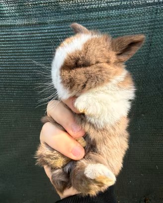 Coniglio nano ariete mini lop