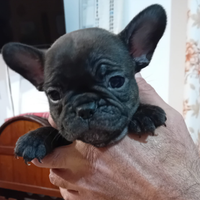 Bulldog francese