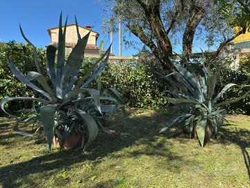 Coppia di agavi per esterno